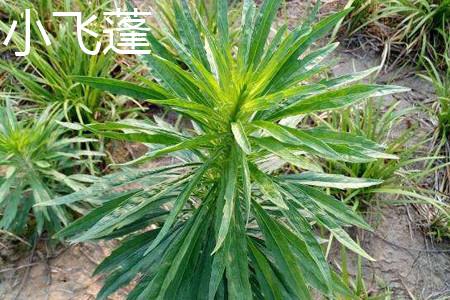 小飞蓬植株 小飞蓬植株