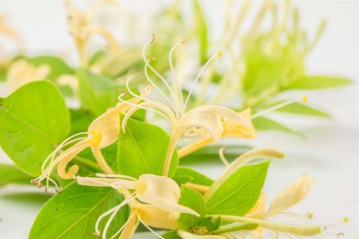 ​金银花苗多少钱一棵，怎么种植