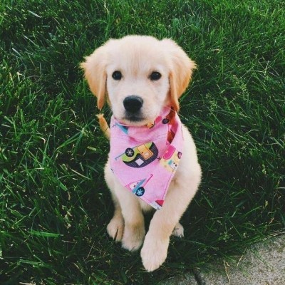 金毛头像可爱高清大全