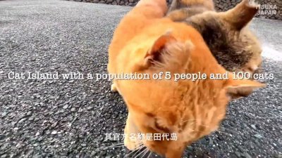 ​探秘日本猫岛！