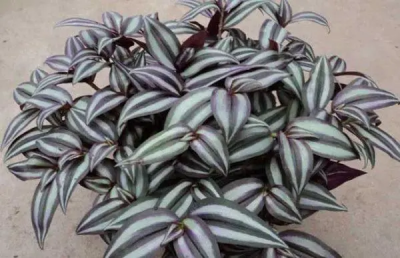 ​吊竹梅如何养？吊竹梅要怎么养才好？