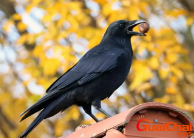 ​为什么说乌鸦叫不吉利？乌鸦是一种益鸟吗？