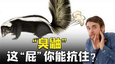 ​一个屁能把人熏昏？“臭鼬”为何是世界上最臭的动物？真辣眼睛