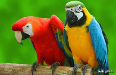 ​世界上最聪明的动物排行榜