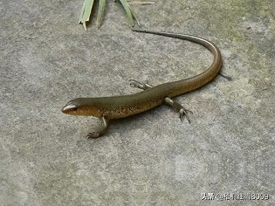 ​见过长脚的蛇吗？