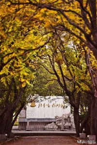 ​南京为什么种满梧桐树？