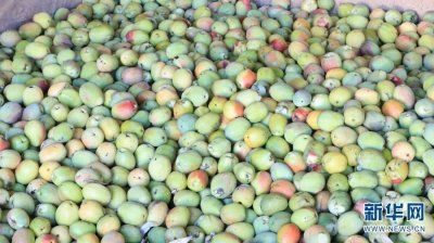 ​云南施甸县：酸木瓜迎来丰收季 给村民带来甜日子