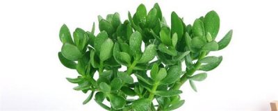 ​玉树怎么插杆