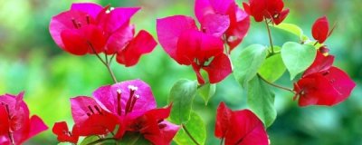 ​光叶子花的养殖方法