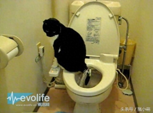 国人都去疯抢的日本马桶盖究竟有多神？