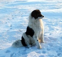 蒙古草原精灵：蒙古獒，真心太强悍