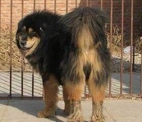 蒙古草原精灵：蒙古獒，真心太强悍