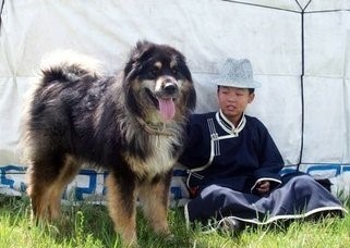 蒙古草原精灵：蒙古獒，真心太强悍