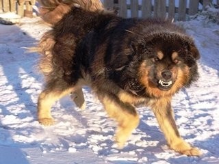 蒙古草原精灵：蒙古獒，真心太强悍