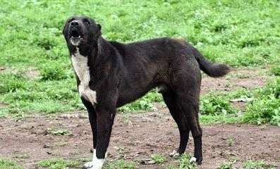 蒙古草原精灵：蒙古獒，真心太强悍