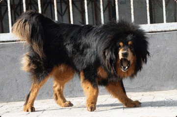 蒙古草原精灵：蒙古獒，真心太强悍