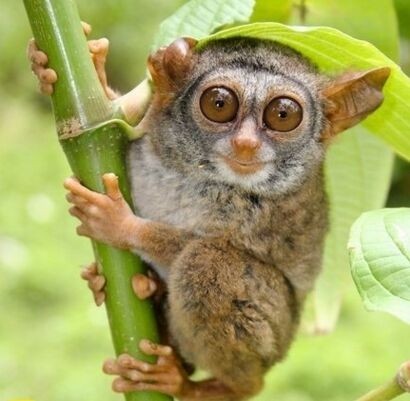 眼镜猴名副其实，眼睛和戴眼镜的人眼睛一样都突出来了