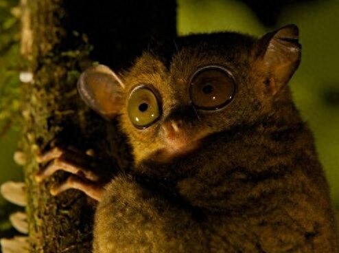 眼镜猴名副其实，眼睛和戴眼镜的人眼睛一样都突出来了