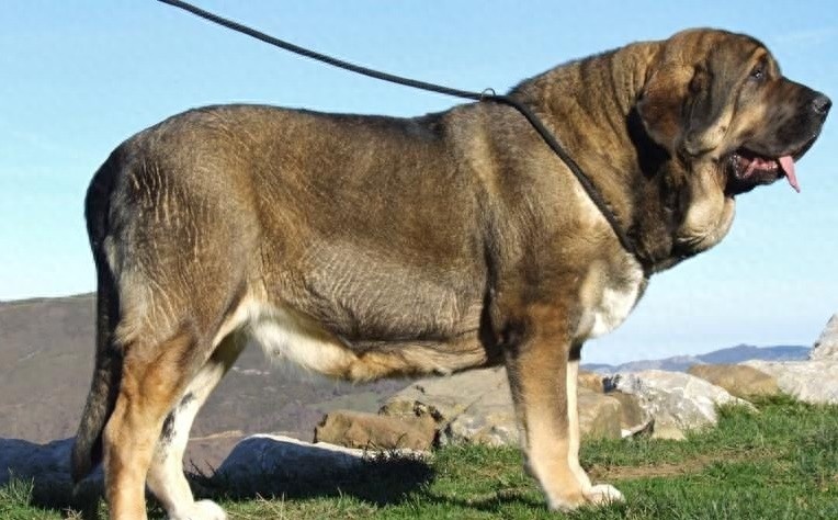 世界第一巨犬，獒中霸主：西班牙獒犬