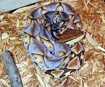 世界上十大毒蛇排名，你见过哪些？