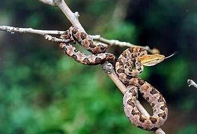 世界上十大毒蛇排名，你见过哪些？