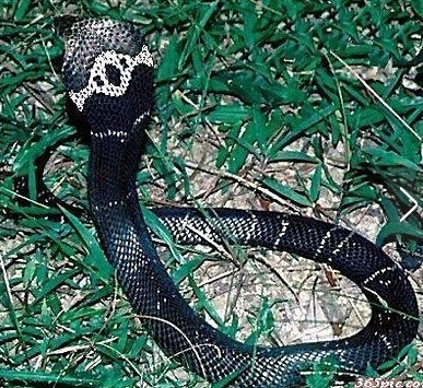 世界上十大毒蛇排名，你见过哪些？