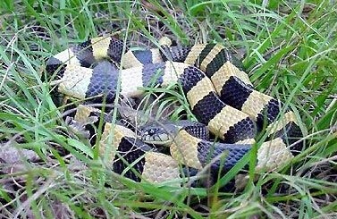 世界上十大毒蛇排名，你见过哪些？