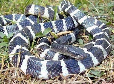 世界上十大毒蛇排名，你见过哪些？