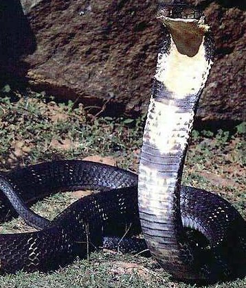 世界上十大毒蛇排名，你见过哪些？