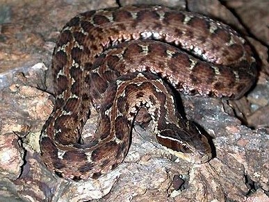 世界上十大毒蛇排名，你见过哪些？