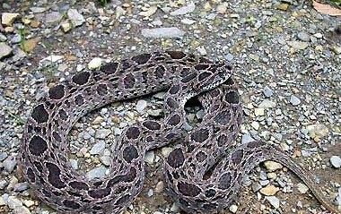 世界上十大毒蛇排名，你见过哪些？