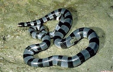 世界上十大毒蛇排名，你见过哪些？