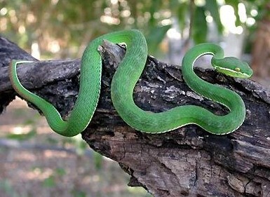 世界上十大毒蛇排名，你见过哪些？