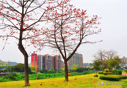 随拍东莞樟木头镇---曾经号称小香港