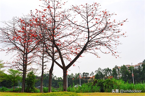 随拍东莞樟木头镇---曾经号称小香港