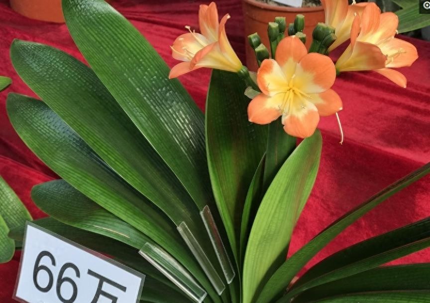 天价君子兰让人望而生畏，可以看看也可以和它合影，就是不能触摸