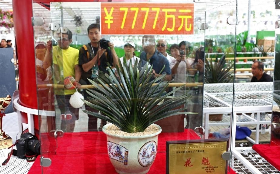 天价君子兰让人望而生畏，可以看看也可以和它合影，就是不能触摸