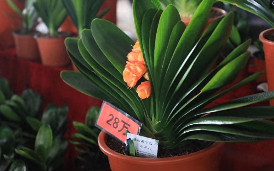 天价君子兰让人望而生畏，可以看看也可以和它合影，就是不能触摸