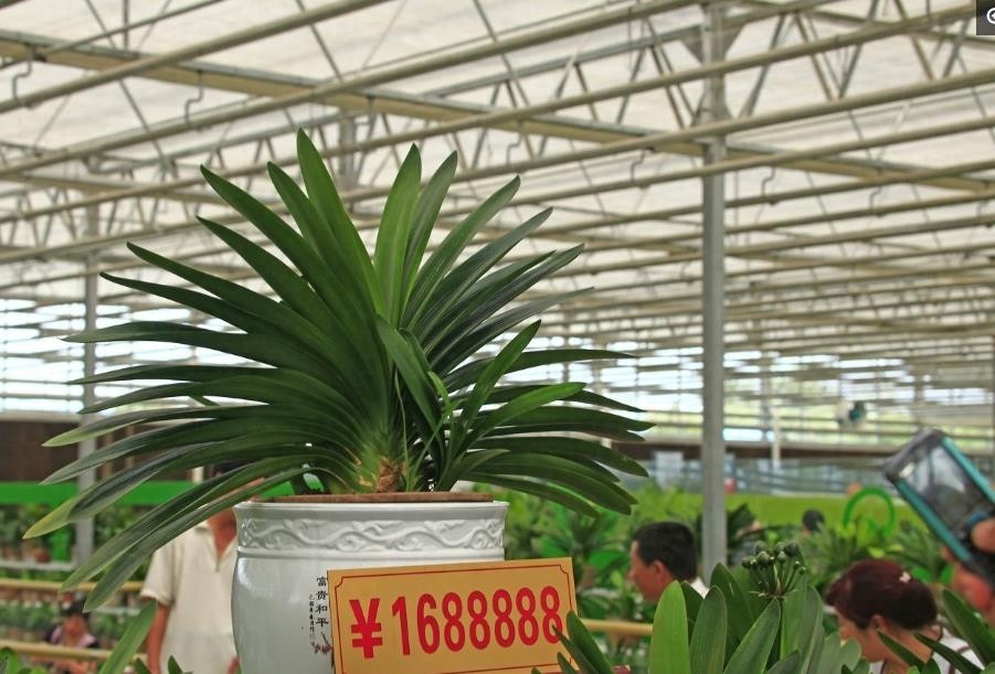天价君子兰让人望而生畏，可以看看也可以和它合影，就是不能触摸