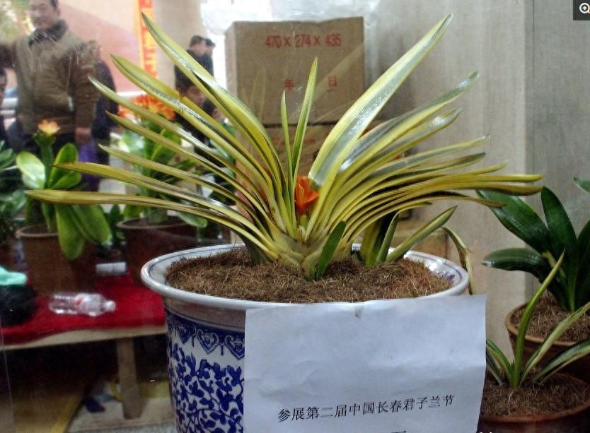 天价君子兰让人望而生畏，可以看看也可以和它合影，就是不能触摸