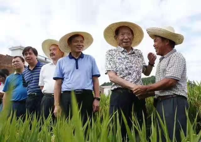 袁隆平有关事迹（袁隆平的一生事迹）(6)
