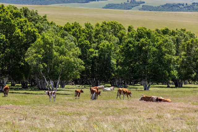 内蒙古5天自驾游最佳路线推荐（内蒙最美自驾路线）(17)