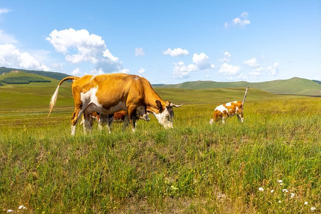 内蒙古5天自驾游最佳路线推荐（内蒙最美自驾路线）(21)