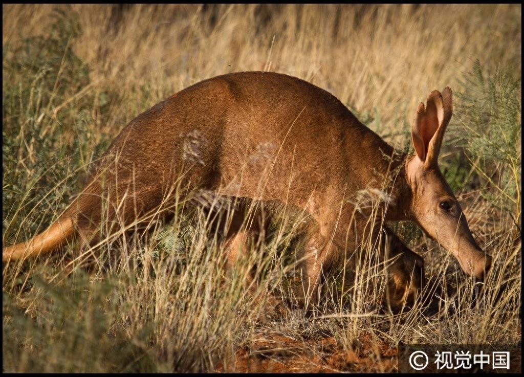 南非:食蚁兽觅食偶遇同伴 后腿站立彼此“作揖”问候