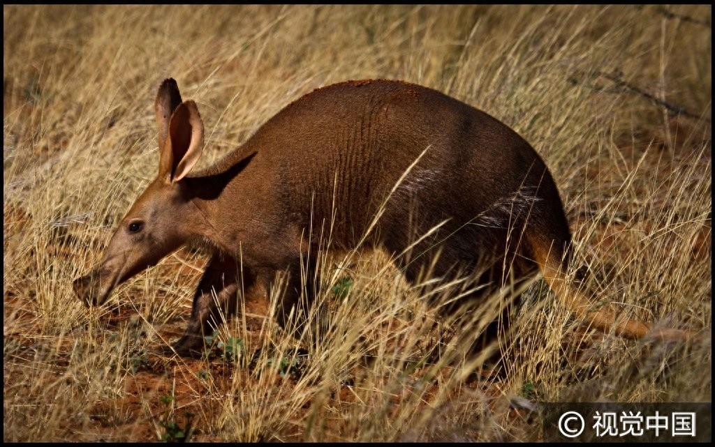 南非:食蚁兽觅食偶遇同伴 后腿站立彼此“作揖”问候