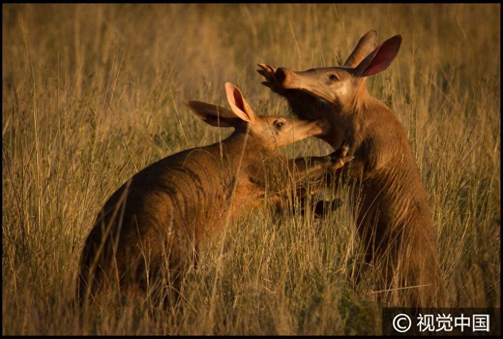 南非:食蚁兽觅食偶遇同伴 后腿站立彼此“作揖”问候