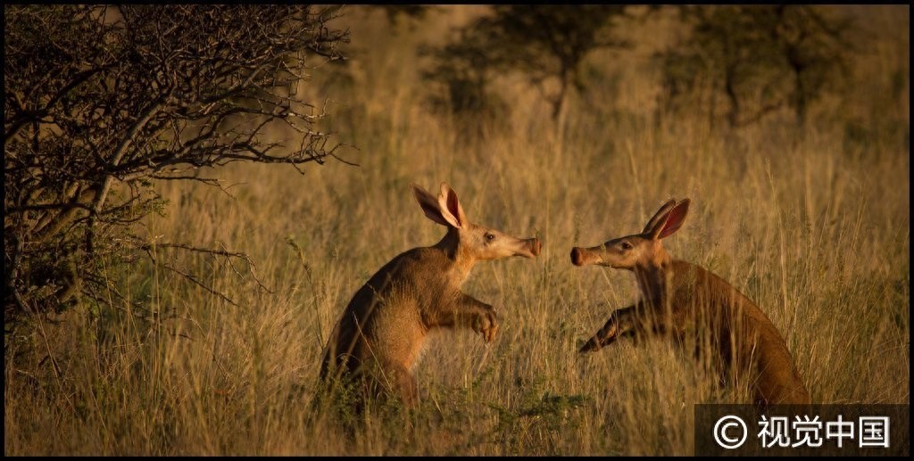 南非:食蚁兽觅食偶遇同伴 后腿站立彼此“作揖”问候