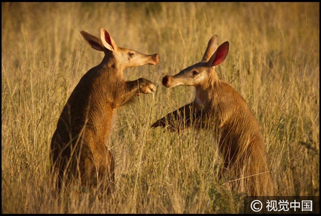 南非:食蚁兽觅食偶遇同伴 后腿站立彼此“作揖”问候
