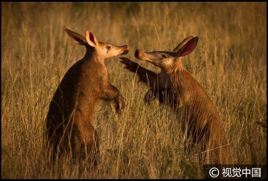 南非:食蚁兽觅食偶遇同伴 后腿站立彼此“作揖”问候