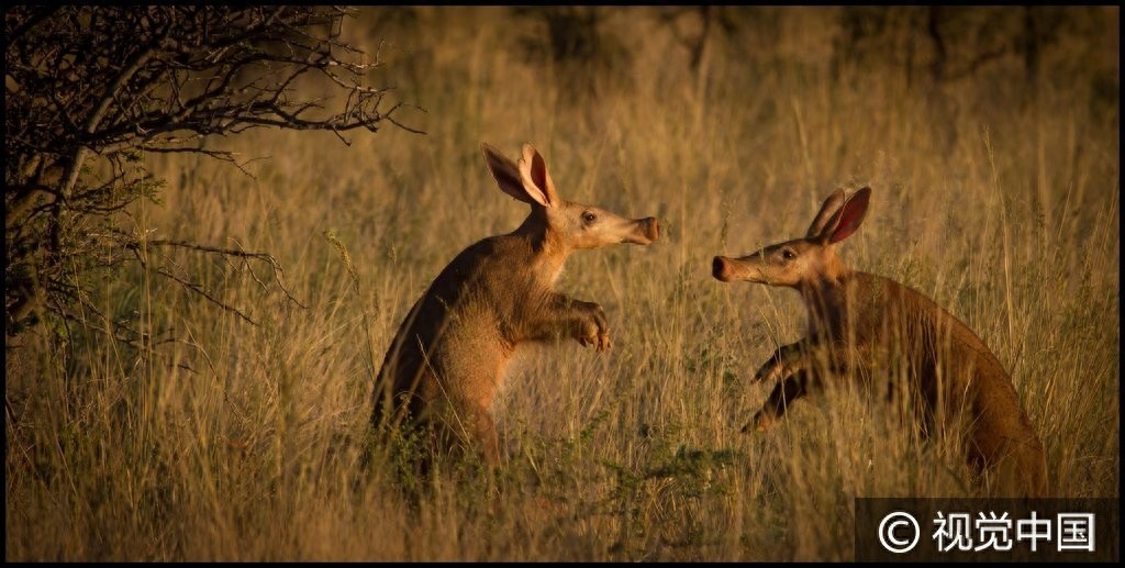 南非:食蚁兽觅食偶遇同伴 后腿站立彼此“作揖”问候